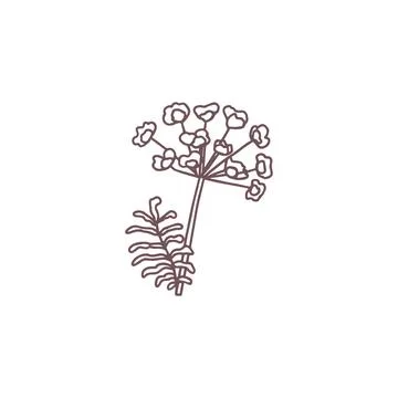 Vector of a dill flower with contoured leaves and inflorescences. Botanical d Illustrazione stock