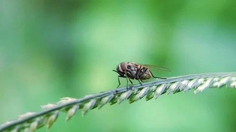 Vector Disease Education Flesh Fly Sarcophaga Macro 4K Video Stock Footage 345919192