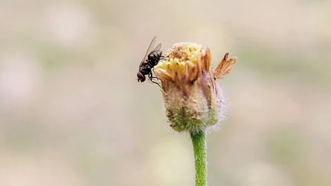 Vector Disease Education House Fly Musca Domestica Macro 4K Video Stock Footage 345920584