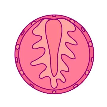 Vector disposable template round fruit Stock-Illustration