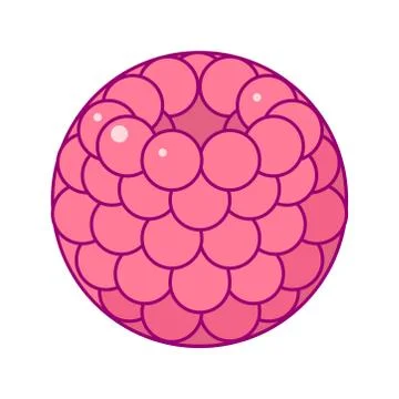 Vector disposable template round fruit Stock Illustration