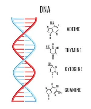 Vector DNA molecule helix spiral genetic code イラスト素材