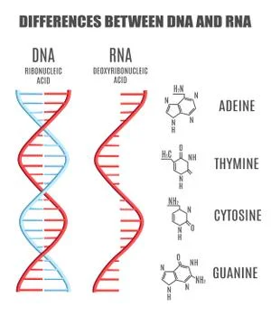 Vector DNA molecule helix spiral genetic code Stock Illustration