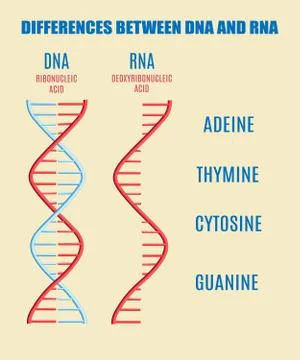 Vector DNA molecule helix spiral genetic code イラスト素材