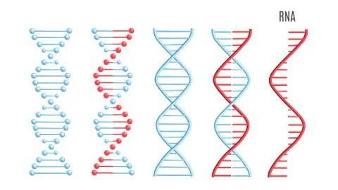 Vector DNA RNA molecule helix spiral genetic code イラスト素材