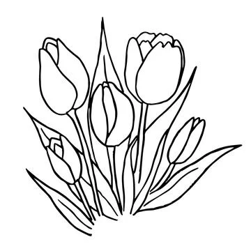 Vector doodle black contour of a tulip flowers isolated on a white background. Stock Illustration
