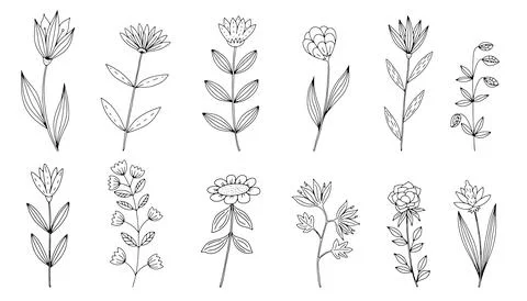 Vector doodle hand drawn flowers and herbal design elements. Line art leaves and Stock Illustration