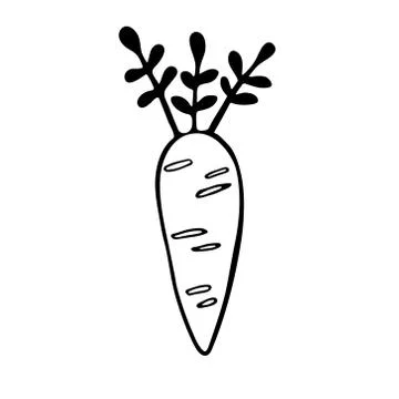 Vector doodle illustration of carrot Stock Illustration