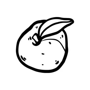 Vector doodle sketch of peach. Stock Illustration