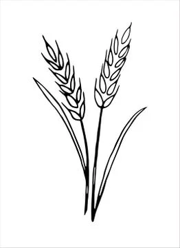 Vector doodle spikelet of wheat isolated on white background Stock Illustration