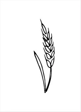 Vector doodle spikelet of wheat isolated on white background Stock Illustration