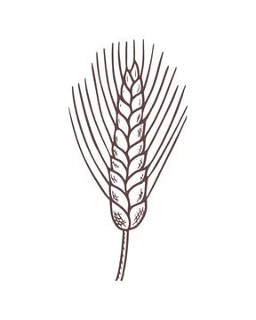 Vector doodle wheat isolated on white background. Stock-Illustration