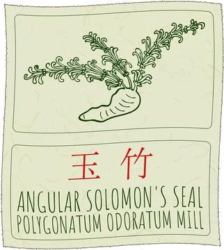 Vector drawing ANGULAR SOLOMON'S SEAL in Chinese. Hand drawn illustration. La 스톡 일러스트