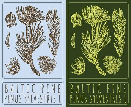 Vector drawing BALTIC PINE. Hand drawn illustration. The Latin name is PINUS  Stock Illustration