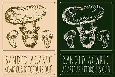 Vector drawing BANDED AGARIC. Hand drawn illustration. The Latin name is AG.. Illustrazione stock