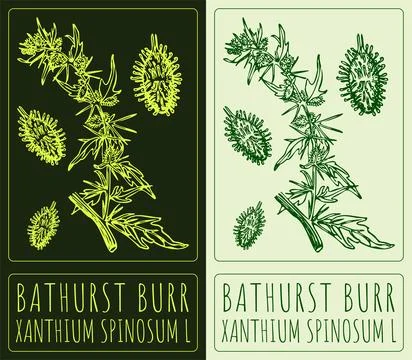 Vector drawing BATHURST BURR. Hand drawn illustration. The Latin name is XANT Stock Illustration