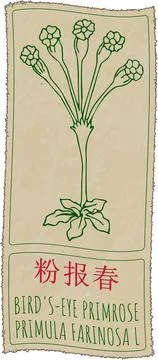 Vector drawing BIRD'S-EYE PRIMROSE in Chinese. Hand drawn illustration. Latin Stock Illustration