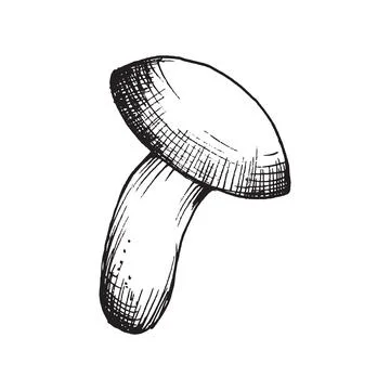 Vector drawing of black and white graphic mushroom, hand drawn forest mushroo Stock Illustration