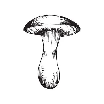 Vector drawing of black and white graphic mushroom, hand drawn forest mushroo Stock Illustration