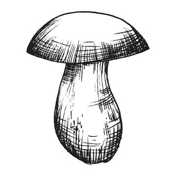 Vector drawing of black and white graphic mushroom, hand drawn forest mushroo Stock Illustration