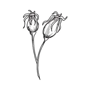 Vector drawing of black and white graphic rosehip, hand drawn rosehip, medi.. Stock Illustration