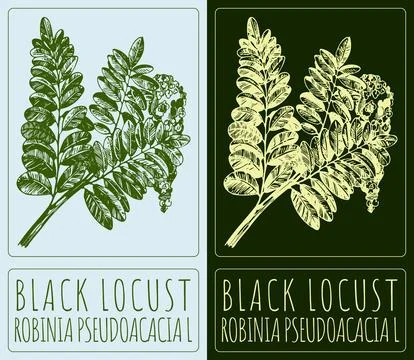 Vector drawing BLACK LOCUST. Hand drawn illustration. The Latin name is ROBIN Stock Illustration