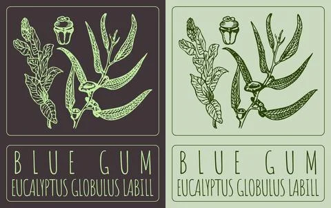 Vector drawing BLUE GUM. Hand drawn illustration. The Latin name is EUCALYP.. Stock Illustration