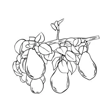 Vector drawing of a branch with pears and leaves. A hand-drawn sketch. Vint.. Stock Illustration