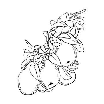 Vector drawing of a branch with pears and leaves. A hand-drawn sketch. Vint.. Illustrazione stock