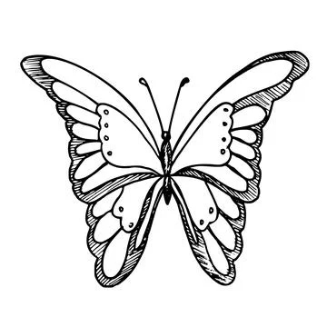 Vector drawing of Butterfly. Hand drawn linear illustration of flying insect in Stock Illustration