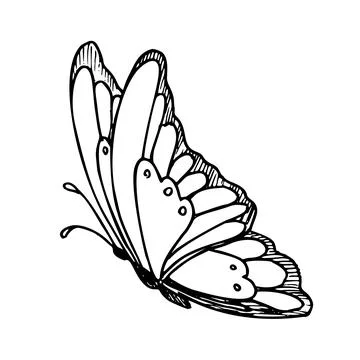 Vector drawing of Butterfly. Hand drawn linear illustration of flying insect in Stock Illustration