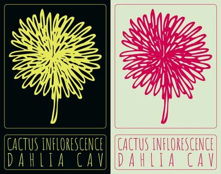 Vector drawing CACTUS INFLORESCENCE. Hand drawn illustration. The Latin name  Stock Illustration