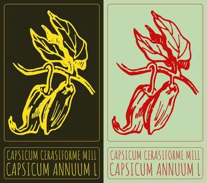 Vector drawing CAPSICUM CERASIFORME MILL. Hand drawn illustration. Latin na.. Stock Illustration