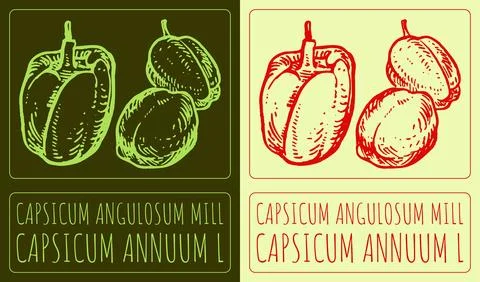 Vector drawing CAPSICUM CERASIFORME MILL. Hand drawn illustration. Latin name Stock Illustration