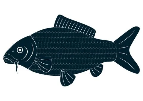 Vector drawing carp fish Stock Illustration