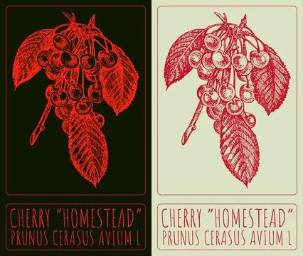 Vector drawing CHERRY HOMESTEAD. Hand drawn illustration. The Latin name is P Illustrazione stock