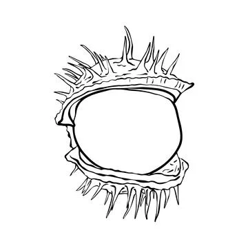 Vector drawing of chestnut fruit. Autumn elements. Hand drawn detailed bota.. 스톡 일러스트