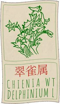 Vector drawing CHIENIA WT in Chinese. Hand drawn illustration. Latin name is  Stock Illustration