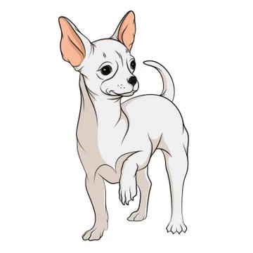 Vector drawing of a chihuahua. Isolated objects on a white. Stock Illustration