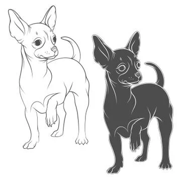 Vector drawing of a chihuahua. Isolated objects on a white. Stock Illustration