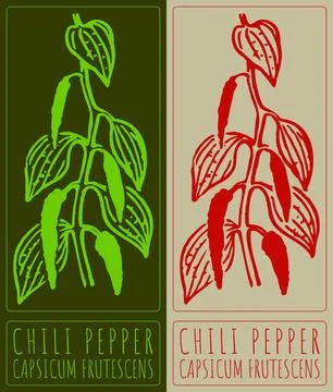 Vector drawing CHILI PEPPER. Hand drawn illustration. Latin name is CAPSICUM  Stock Illustration