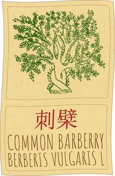 Vector drawing COMMON BARBERRY in Chinese. Hand drawn illustration. The Lat.. Stock Illustration