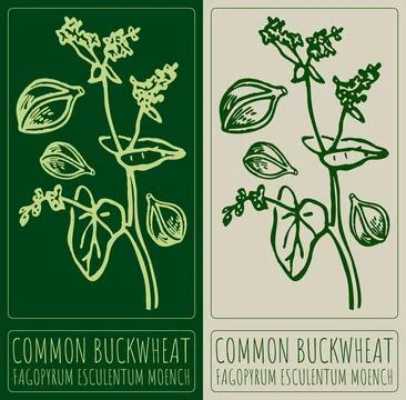 Vector drawing COMMON BUCKWHEAT . Hand drawn illustration. Latin name is FA.. 스톡 일러스트