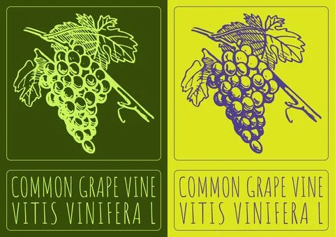Vector drawing COMMON GRAPE VINE. Hand drawn illustration. Latin name is VITI Ilustración de archivo