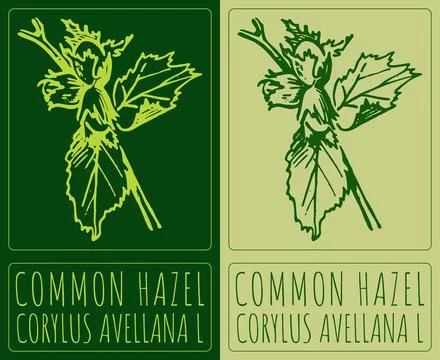 Vector drawing COMMON HAZEL. Hand drawn illustration. Latin name is CORYLUS A Stock Illustration