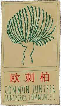 Vector drawing COMMON JUNIPER in Chinese. Hand drawn illustration. The Lati.. Stock Illustration