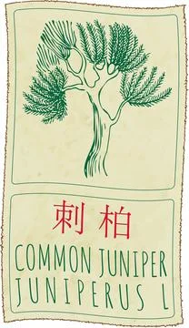 Vector drawing COMMON JUNIPER in Chinese. Hand drawn illustration. Latin name Stock Illustration