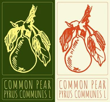 Vector drawing COMMON PEAR. Hand drawn illustration. Latin name is PYRUS CO.. Stock Illustration