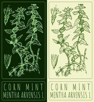 Vector drawing CORN MINT. Hand drawn illustration. The Latin name is MENTHA.. 스톡 일러스트