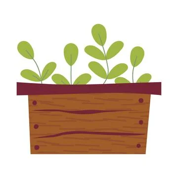 Vector drawing of cute box with seedlings. Healthy grass in wooden box. Vec.. Stock Illustration